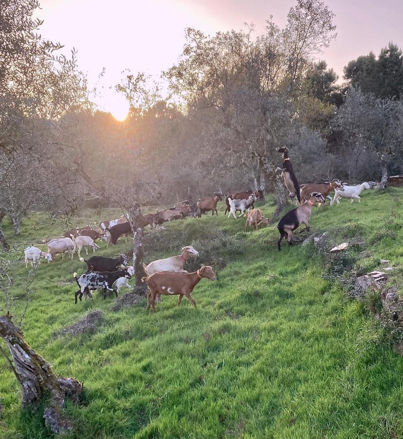 Porturama Bed and Breakfast Mouronho Εξωτερικό φωτογραφία